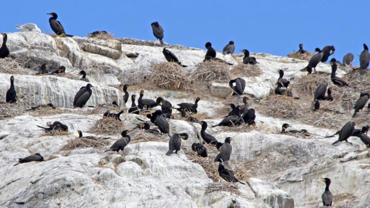 Numerous black birds perched on a rocky cliff with nests under a clear blue sky.