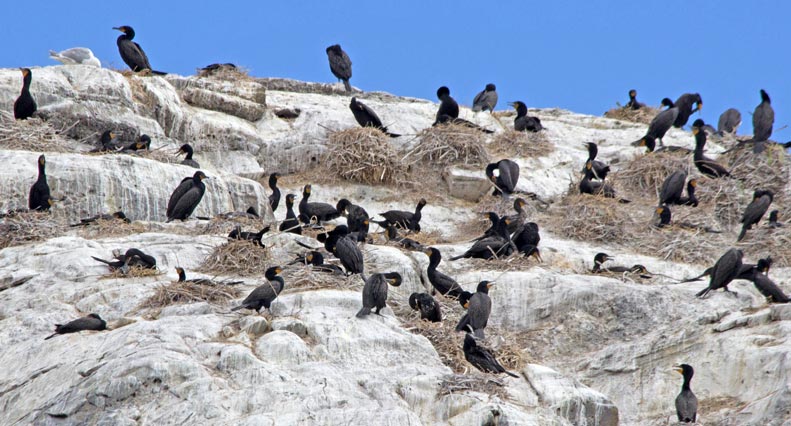 Numerous black birds perched on a rocky cliff with nests under a clear blue sky.