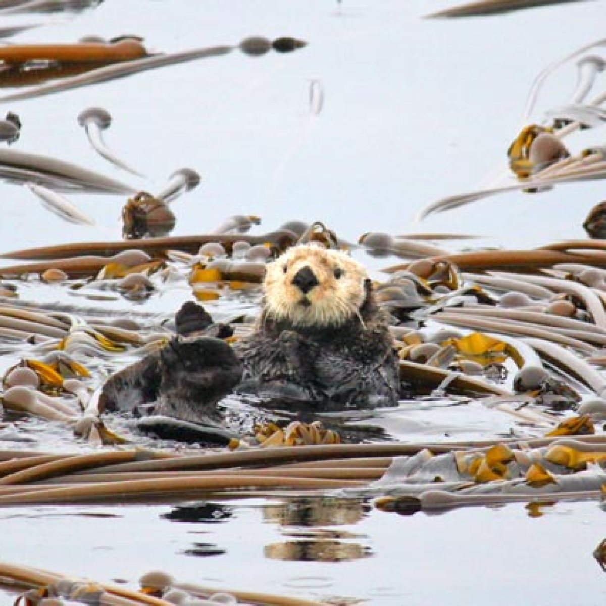 Sea otter with pup floating among kelp in the ocean.