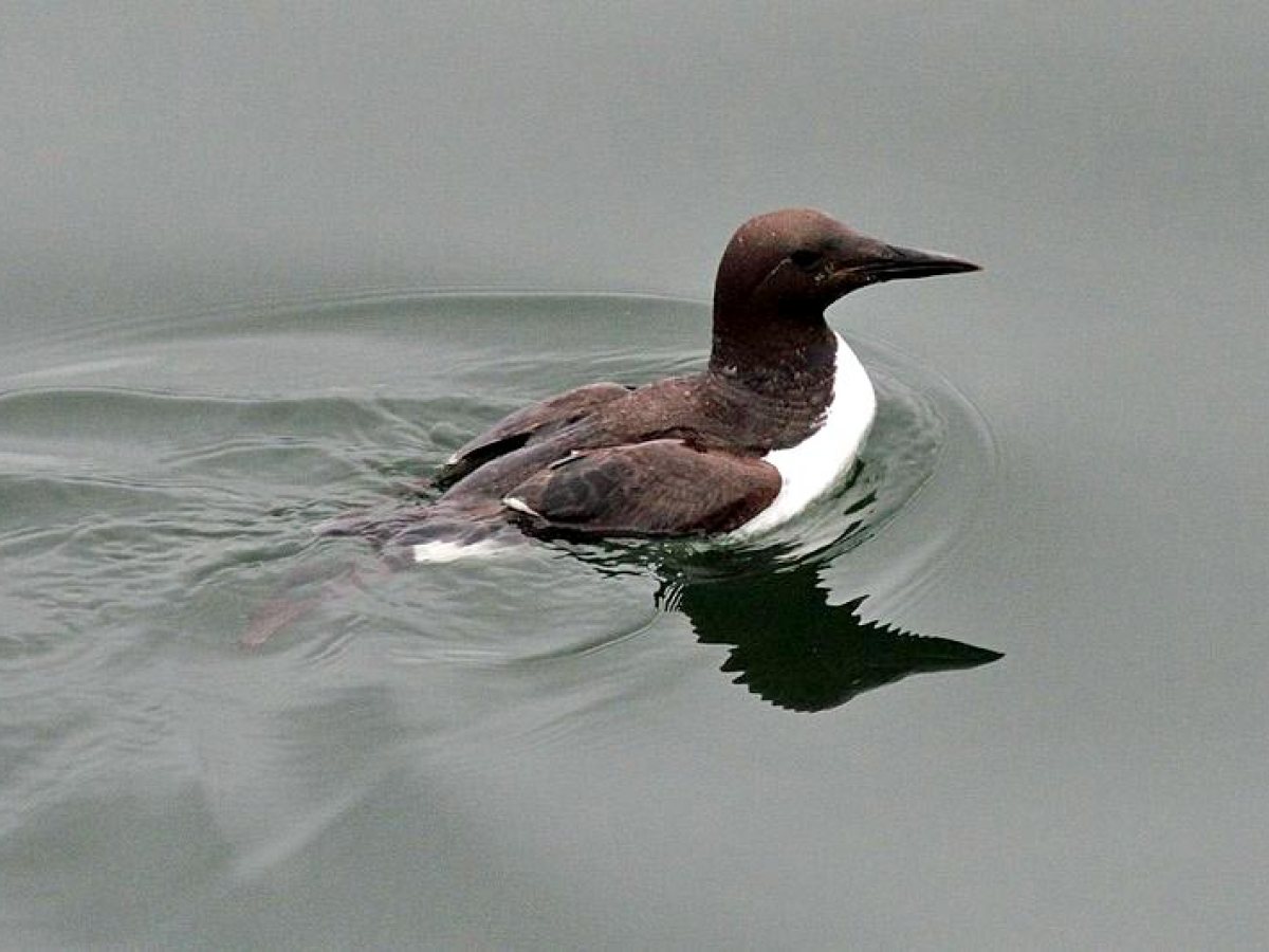 A brown and white bird swimming on calm water, facing right.