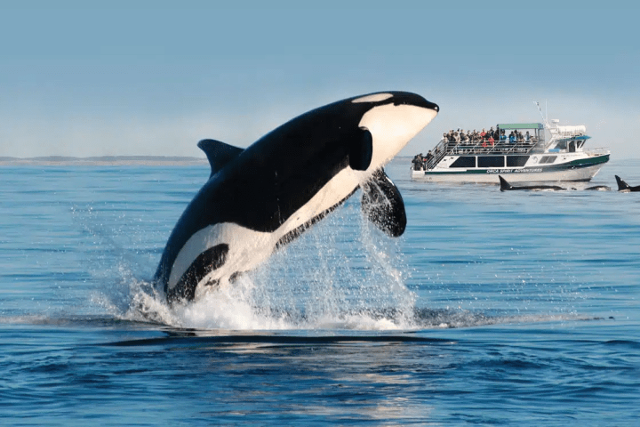 Orca leaping from the ocean with a tourist boat and other orcas in the background.