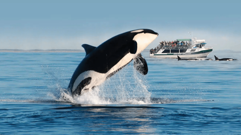 Orca leaping from the ocean with a tourist boat and other orcas in the background.