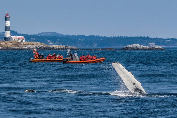 Whale fluke near orange boats with people in red jackets; lighthouse in the distance.