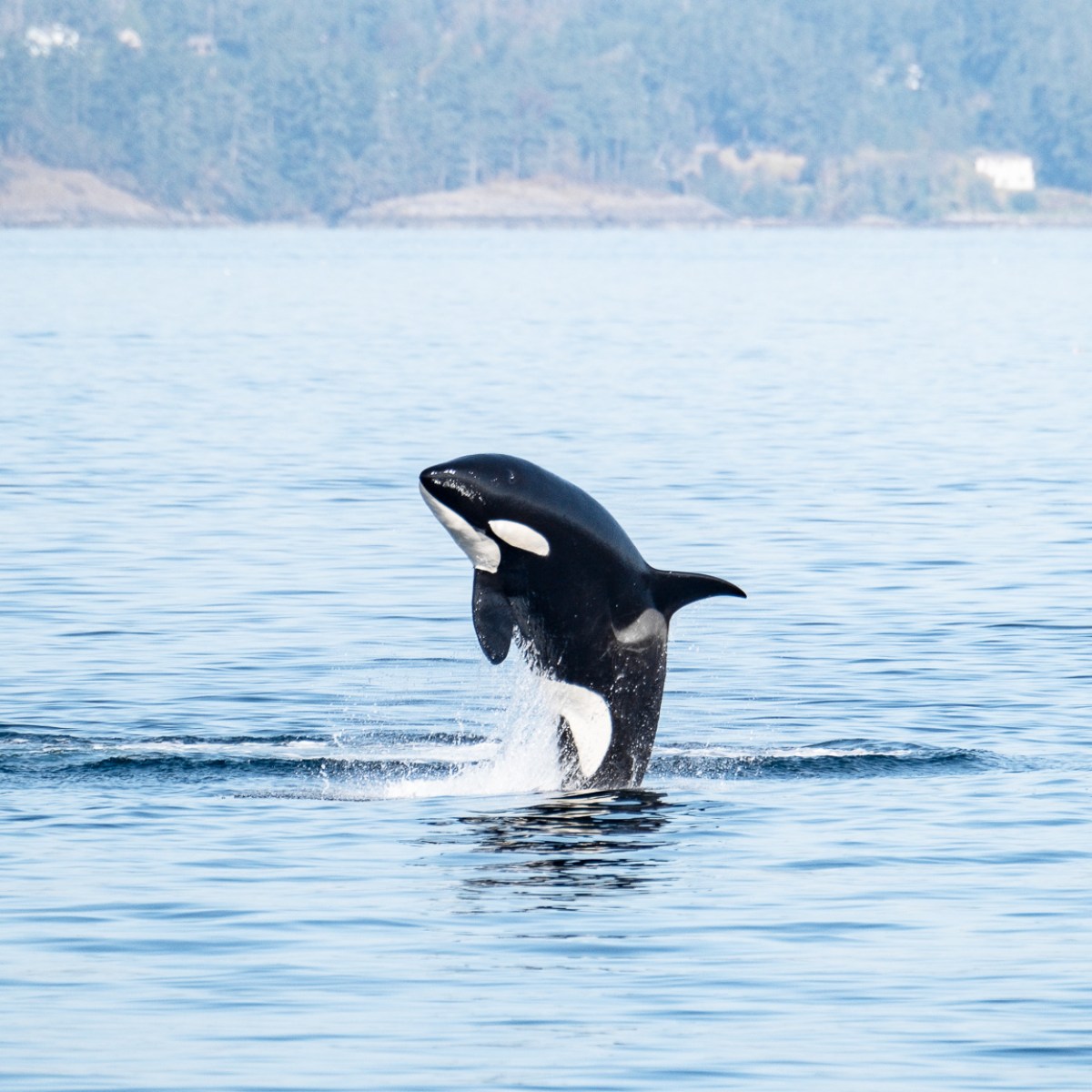 Orca leaping from water with forested hills in the background.