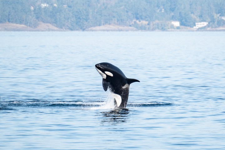 Orca leaping from water with forested hills in the background.