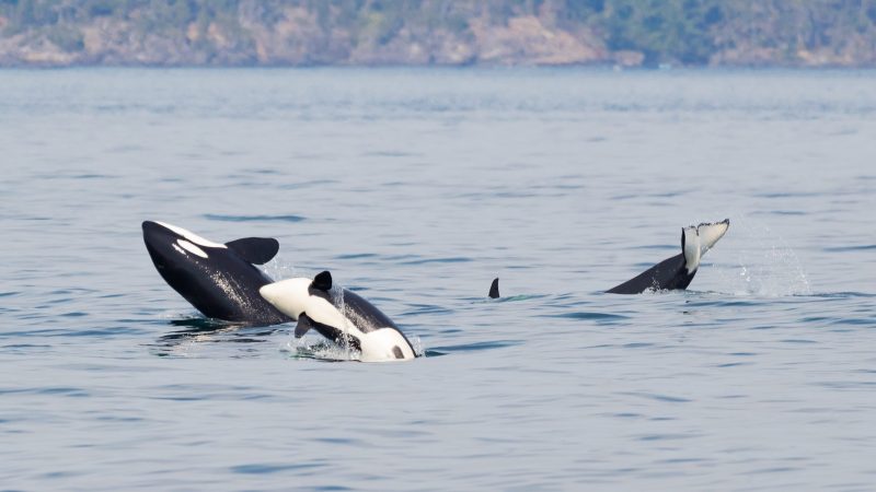 Two orcas swimming near the surface with forested shore in background.