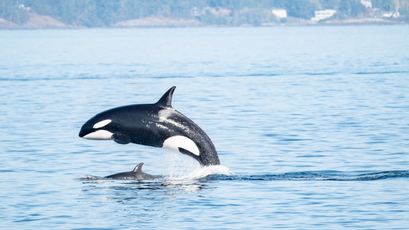 Orca jumping out of water near another orca swimming in blue ocean.