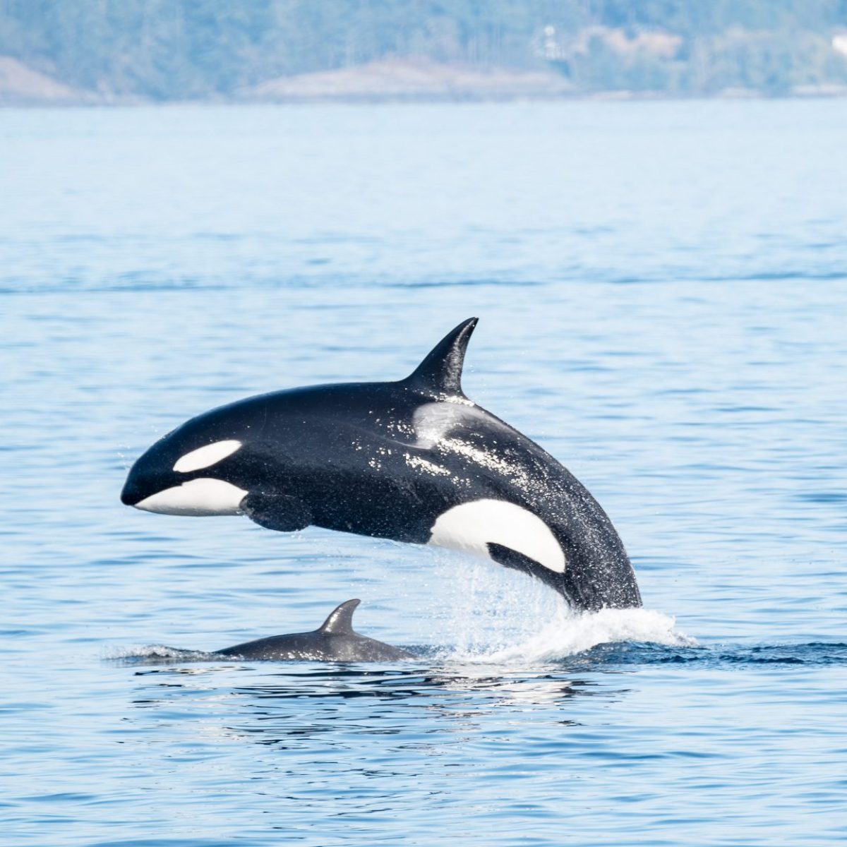 Two orcas breaching in calm sea with distant shoreline.