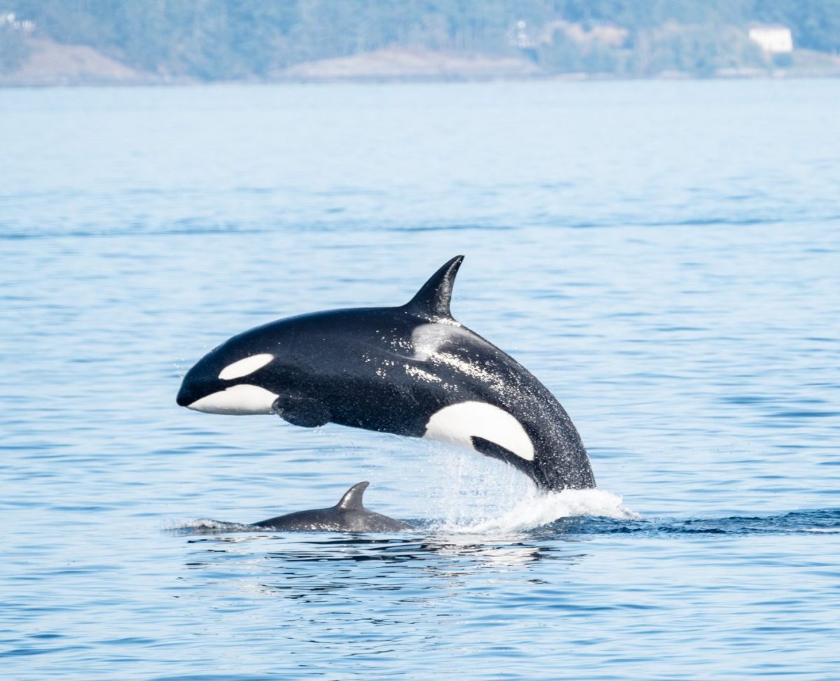 Two orcas breaching in calm sea with distant shoreline.