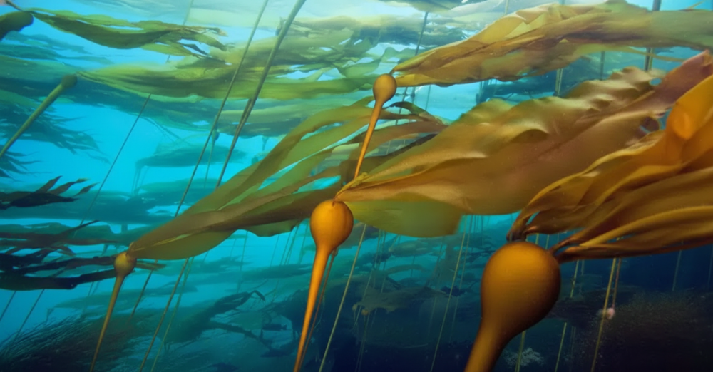Underwater view of a kelp forest with sunlight filtering through.