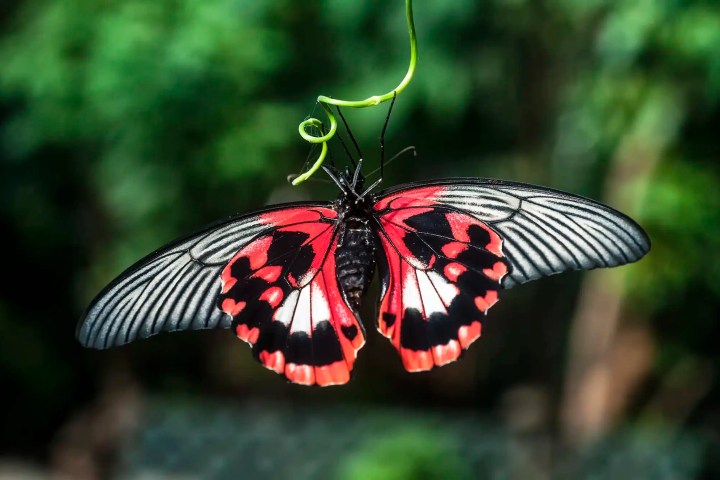 A vibrant red and black butterfly perched on a green vine with blurred greenery in the background.