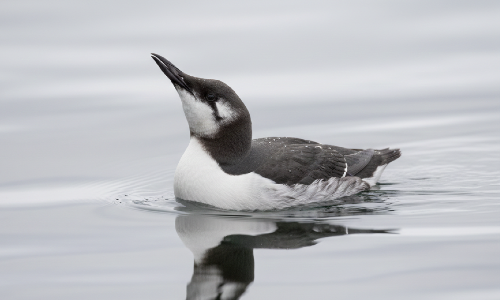 A seabird with black and white plumage swimming in calm water.