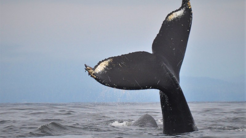 Close-up of a whale's tail above water with ocean and sky in background.