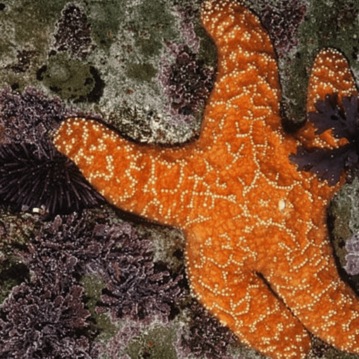 Orange starfish on rocks with surrounding sea anemones and marine life.