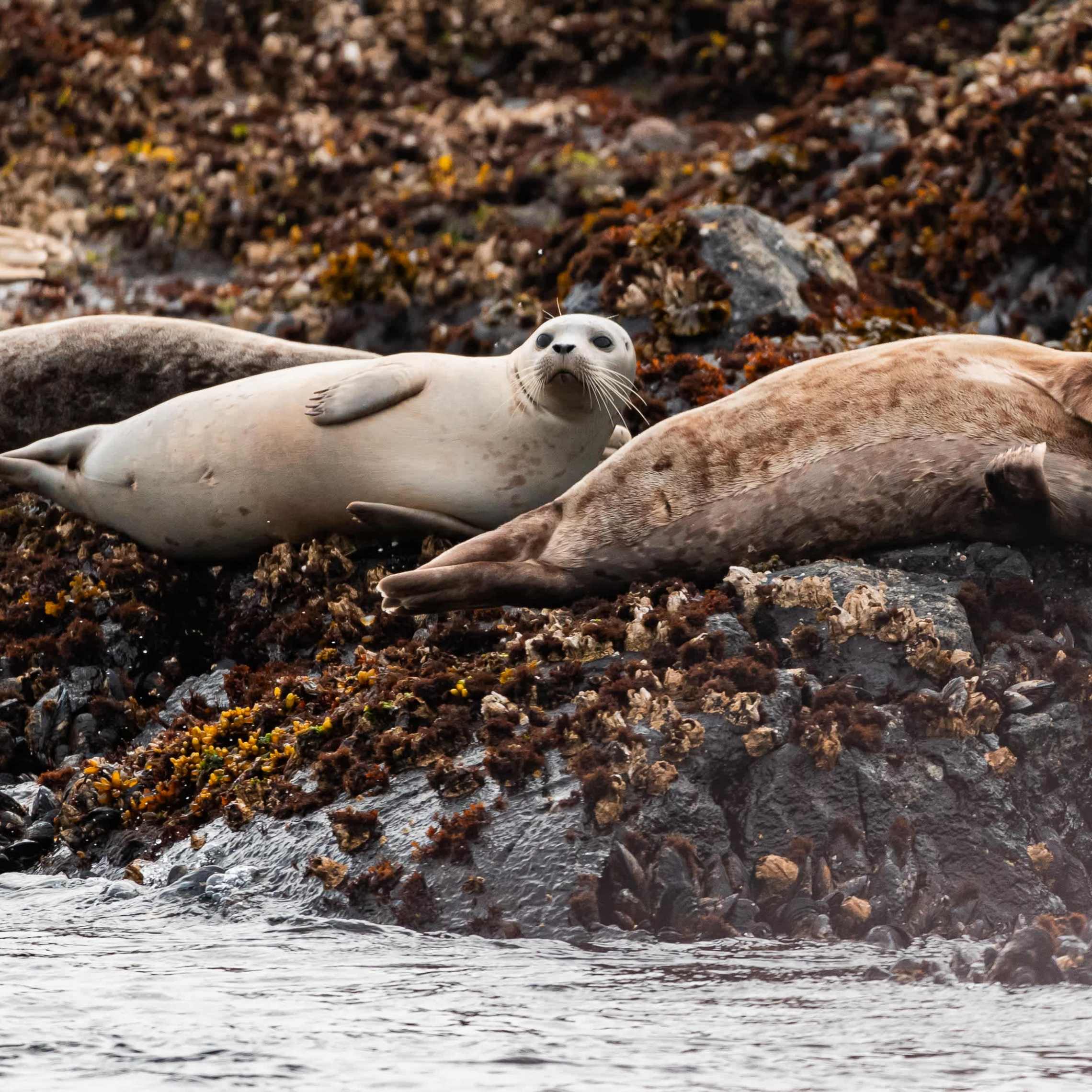 Seals resting on a rocky shore with seaweed.