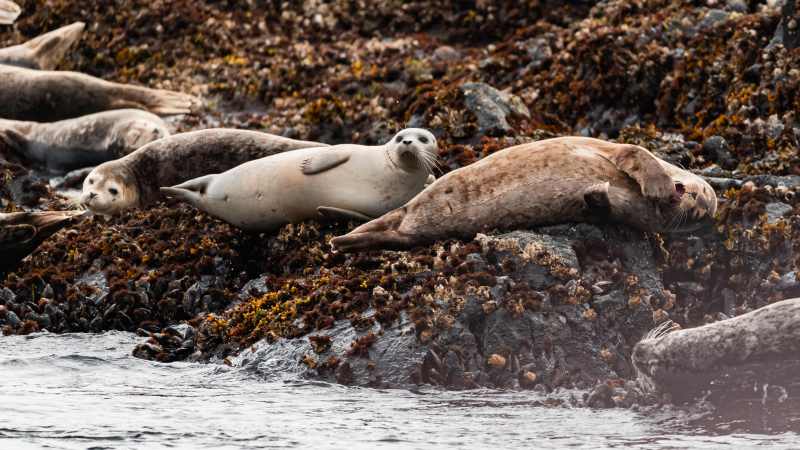 Seals resting on a rocky shore with seaweed.