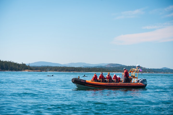 Tourists in orange boat observe orcas in calm blue water, with forested coastline and mountains in background.
