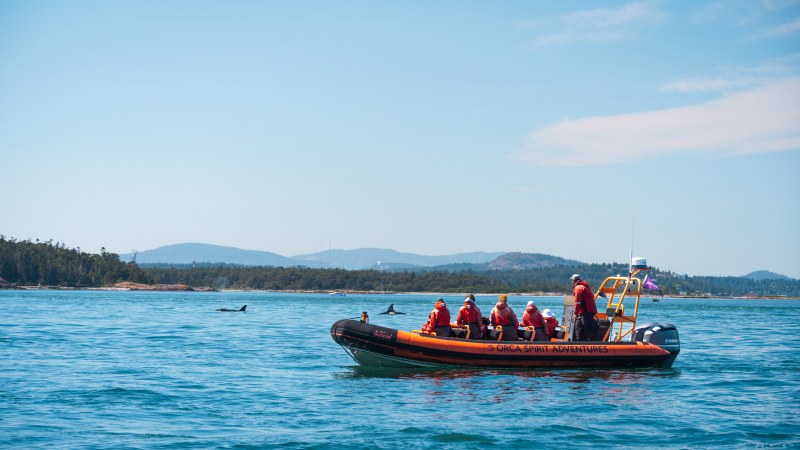 Tourists in orange boat observe orcas in calm blue water, with forested coastline and mountains in background.