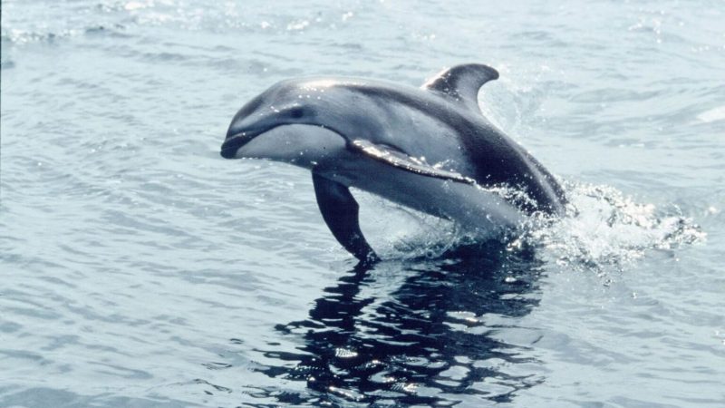Dolphin leaping out of calm ocean water.