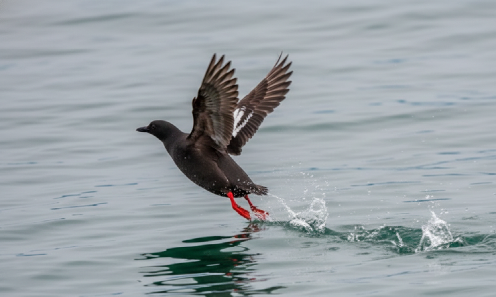 Black bird with red feet flapping its wings over water, creating splashes.