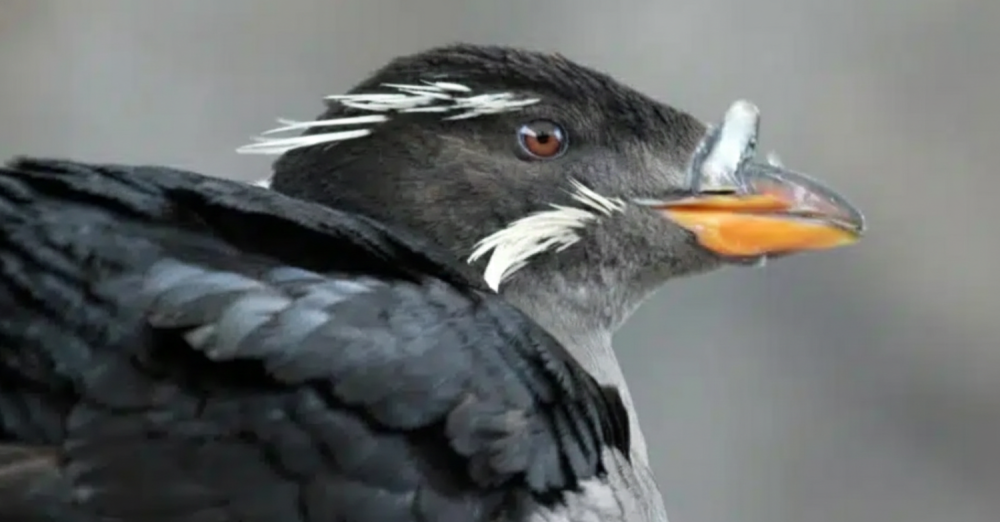 Close-up of a puffin with black and white feathers and an orange beak.
