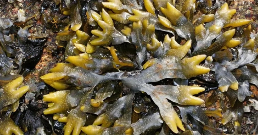 Close-up of dark and yellow seaweed at the shoreline.