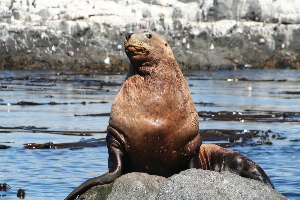 Sea lion sitting on rocks near the ocean with a rocky shoreline in the background.
