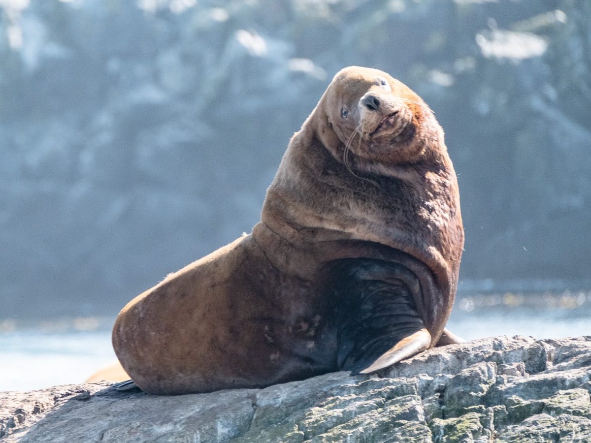 Large sea lion lounging on a rock with blurred background of water and cliffs.