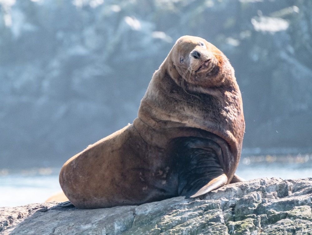 Large sea lion lounging on a rock with blurred background of water and cliffs.