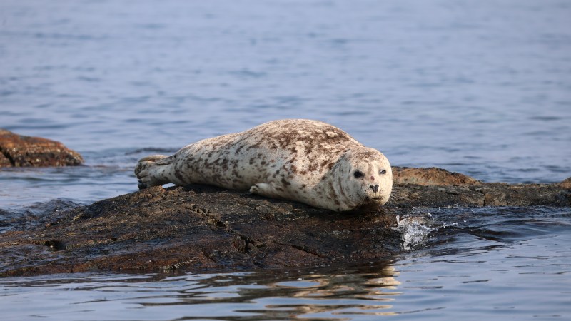 Seal resting on a rock surrounded by calm ocean water.