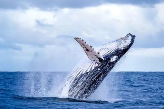 Humpback whale breaching the ocean surface under a cloudy sky.