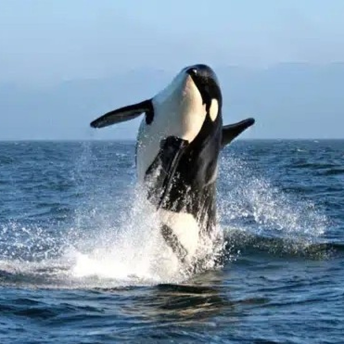 Orca breaching in ocean, creating splash under blue sky.