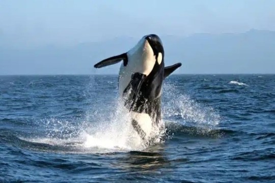 Orca breaching in ocean, creating splash under blue sky.