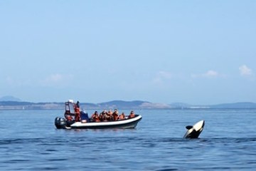 Boat with people near a breaching orca in open water.