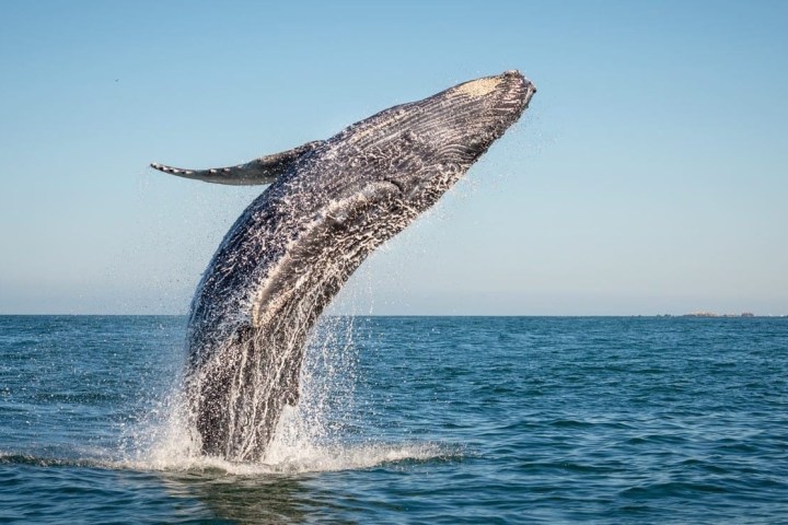 Humpback whale breaching out of ocean water under clear blue sky.