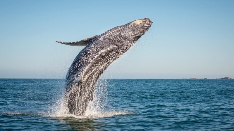 Humpback whale breaching out of ocean water under clear blue sky.