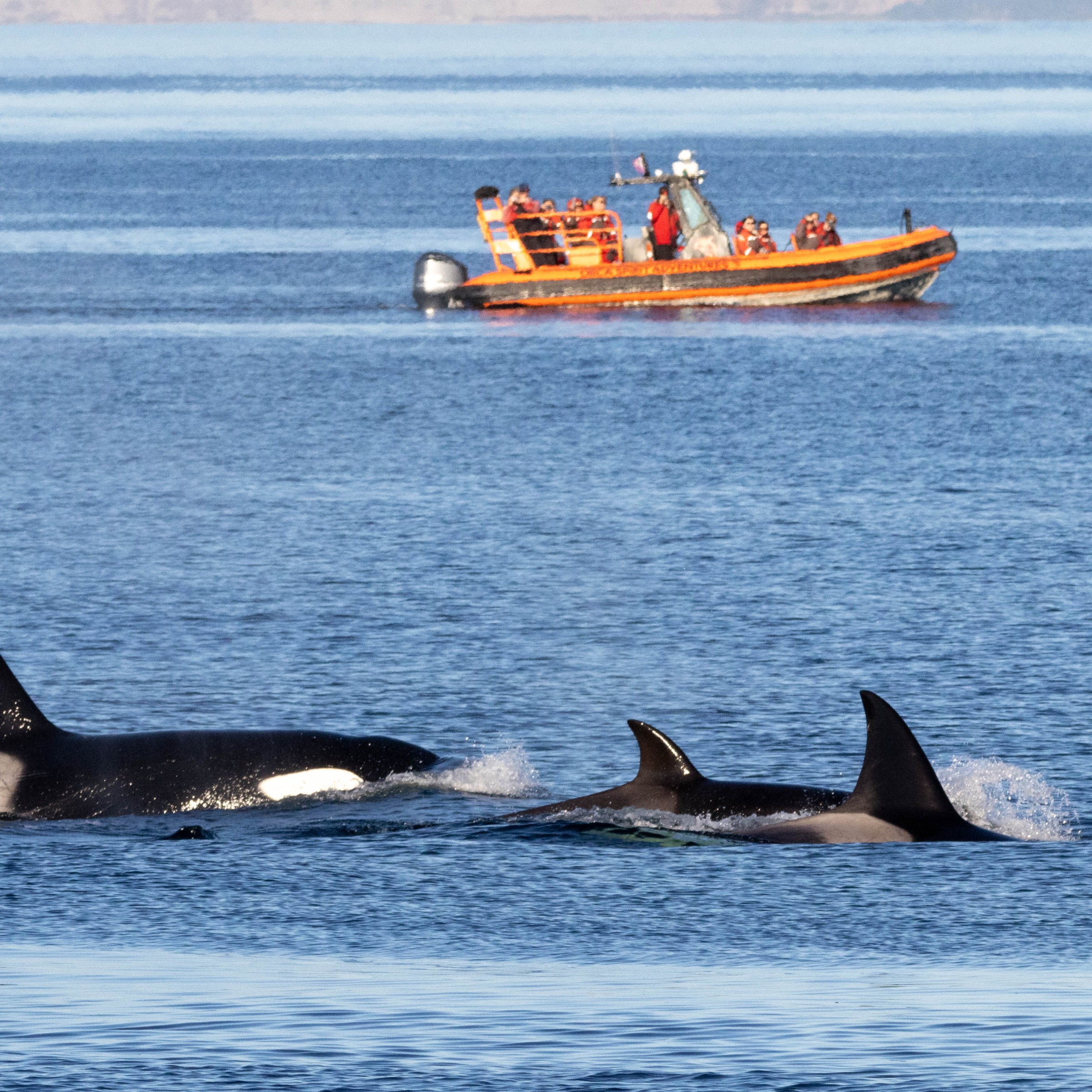 Three orcas swimming near a boat with people on a calm sea.