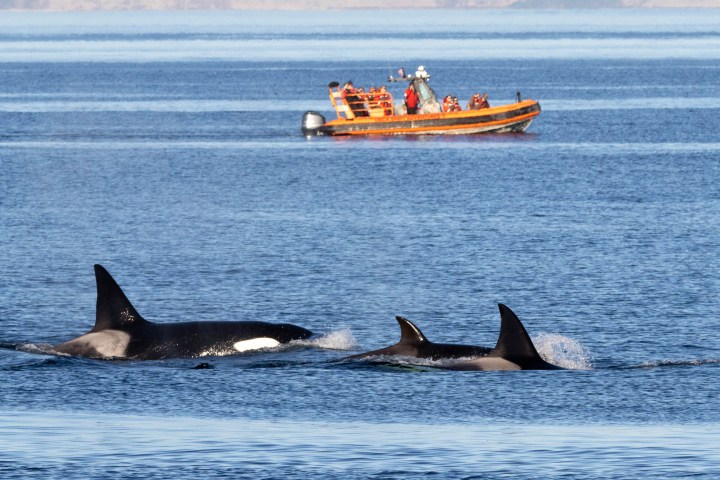 Three orcas swimming near a boat with people on a calm sea.