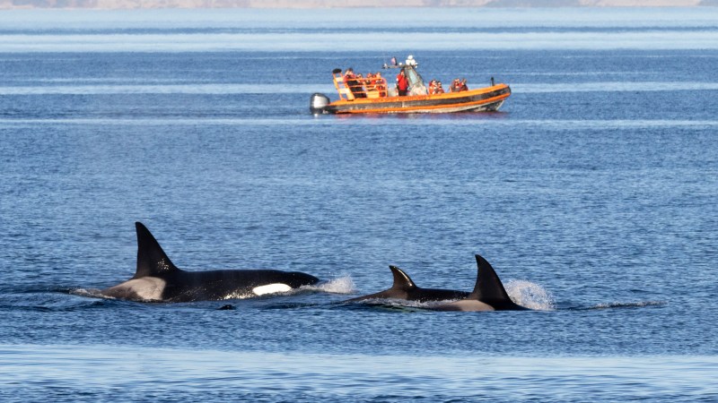 Three orcas swimming near a boat with people on a calm sea.