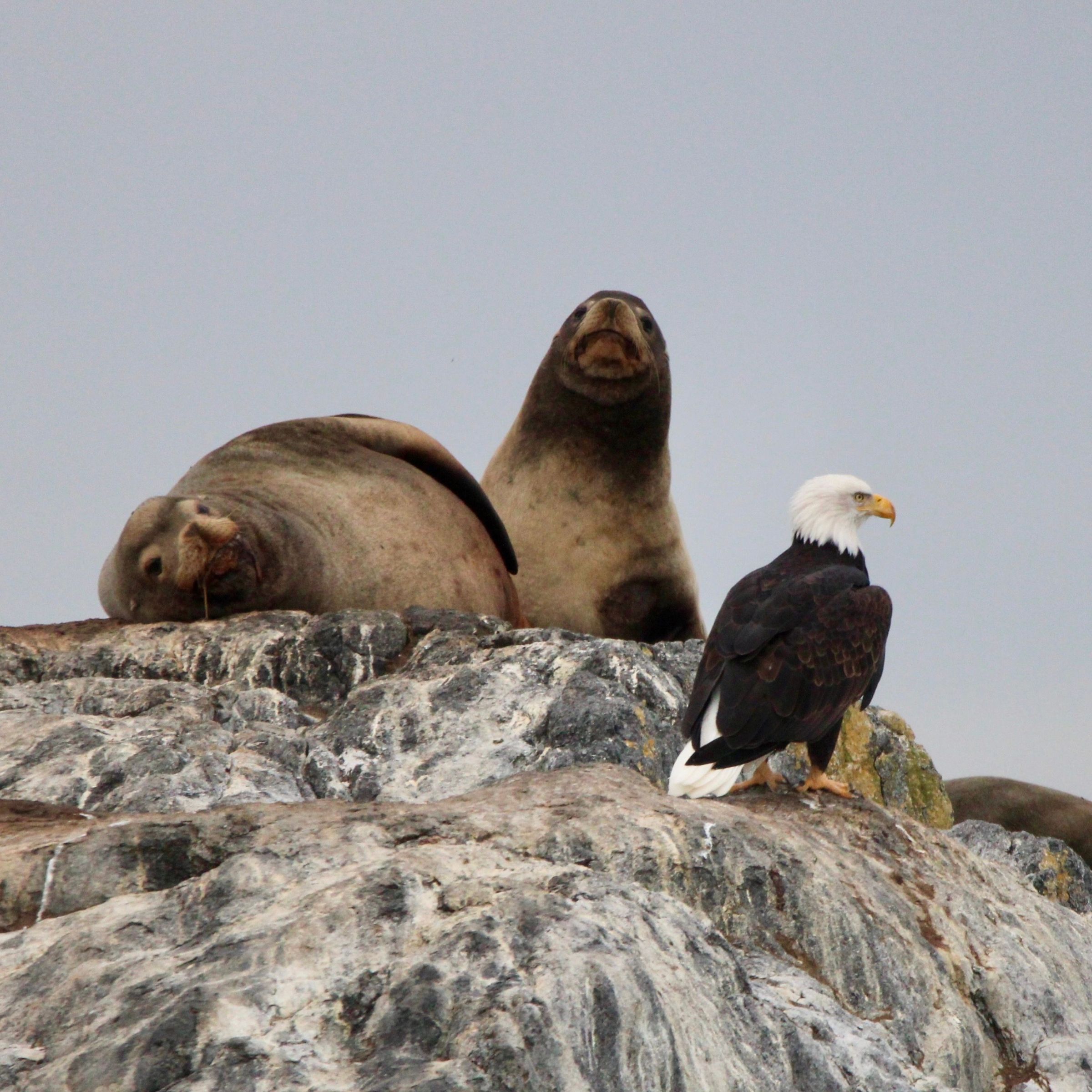 Three sea lions and a bald eagle rest on a rocky surface.
