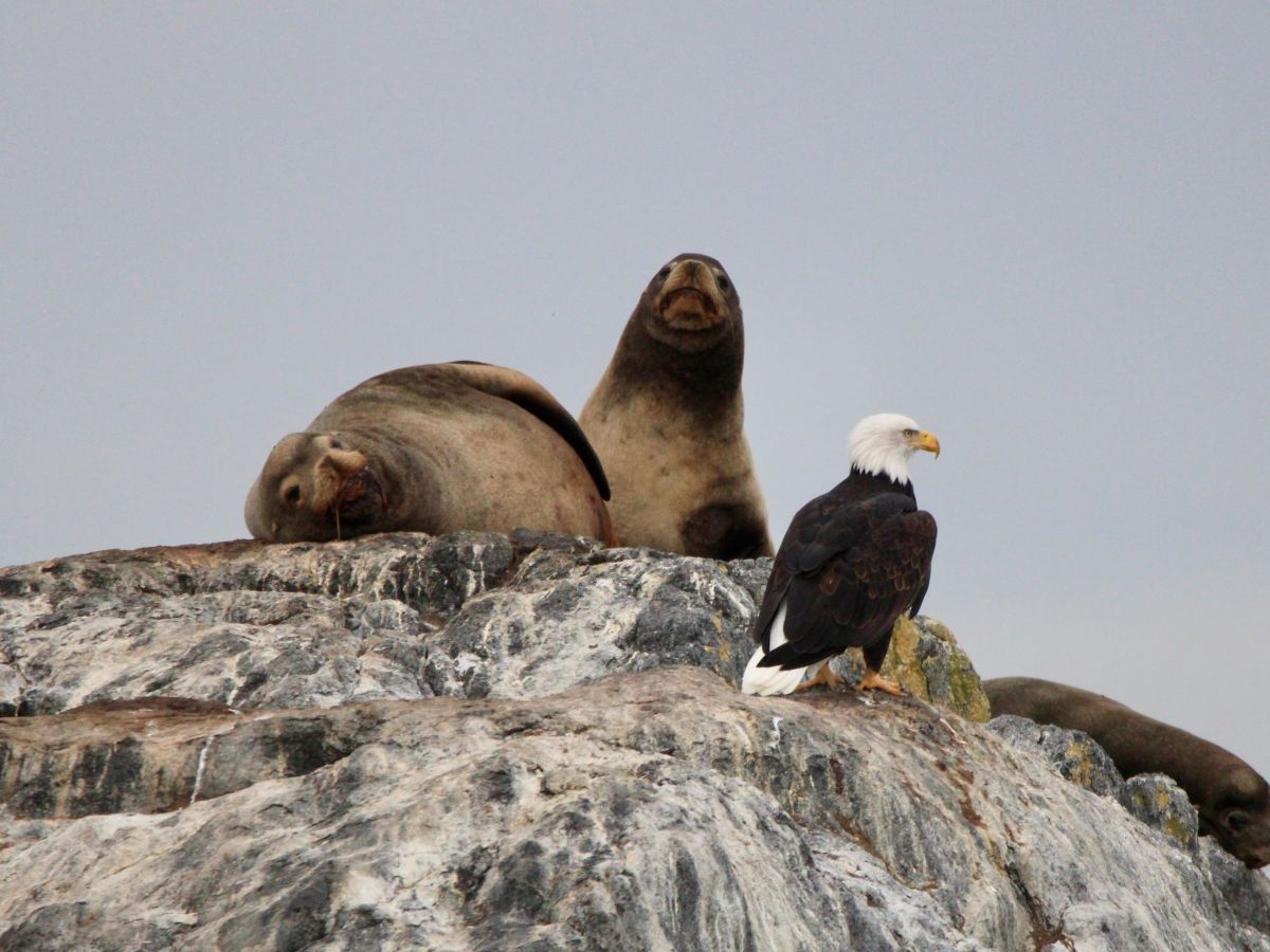Two seals and an eagle perched on a rocky outcrop.