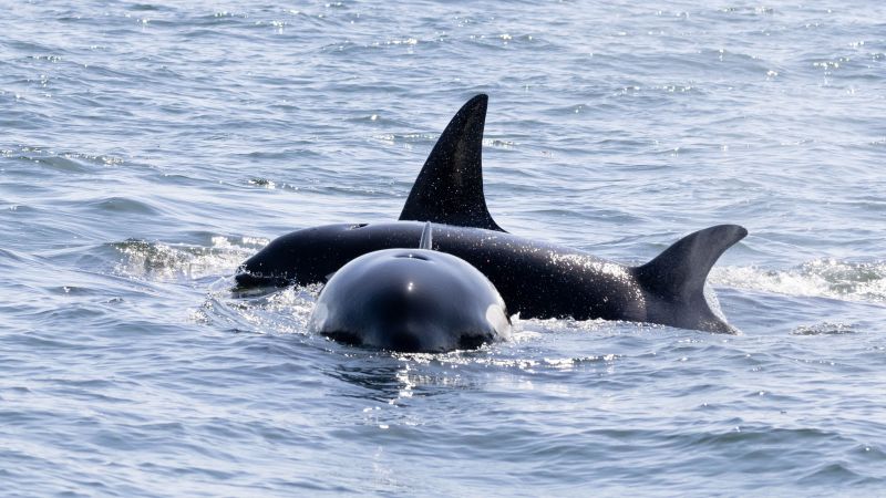 Two orcas swimming in the ocean, dorsal fins visible above water.
