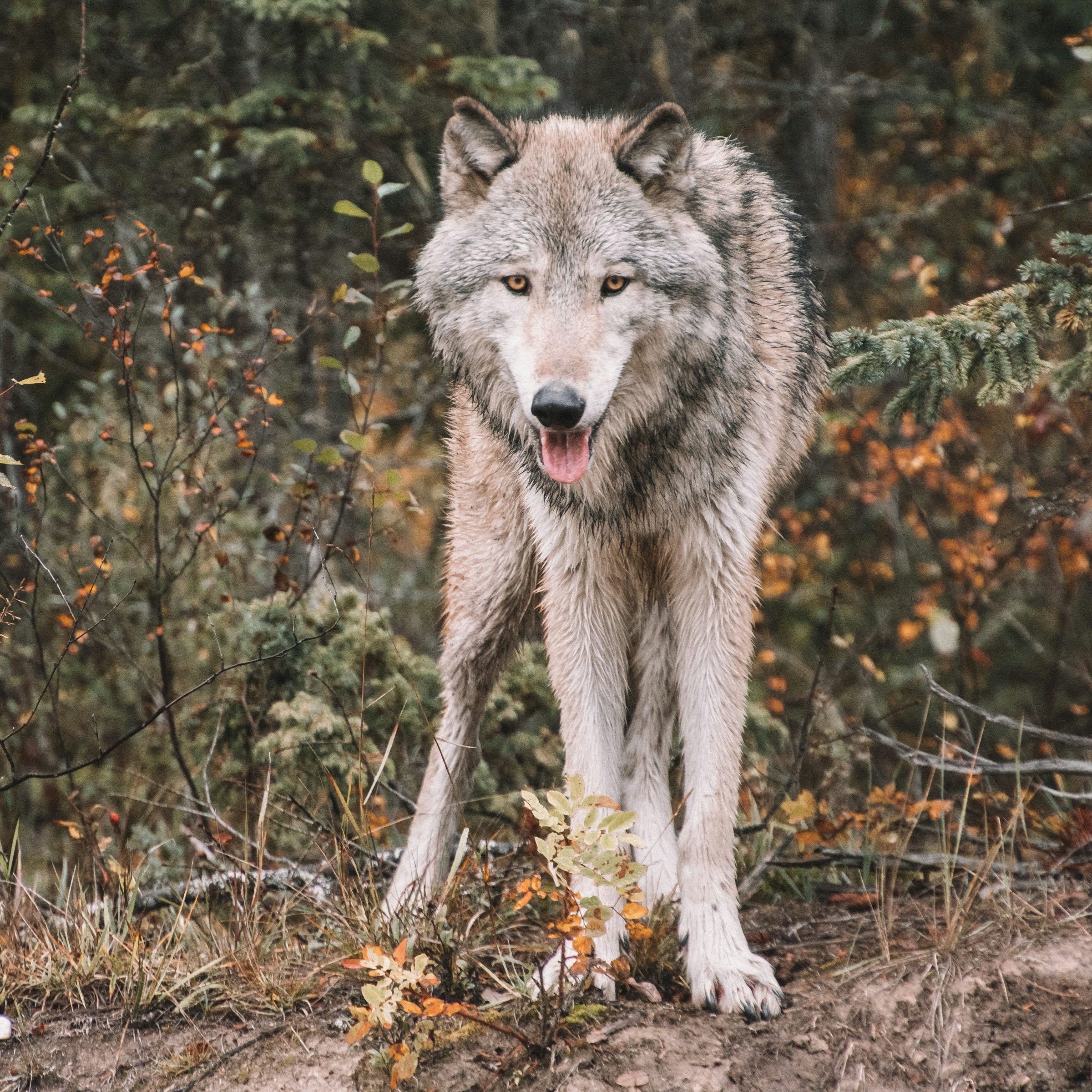 Gray wolf standing in a forest, surrounded by autumn foliage.