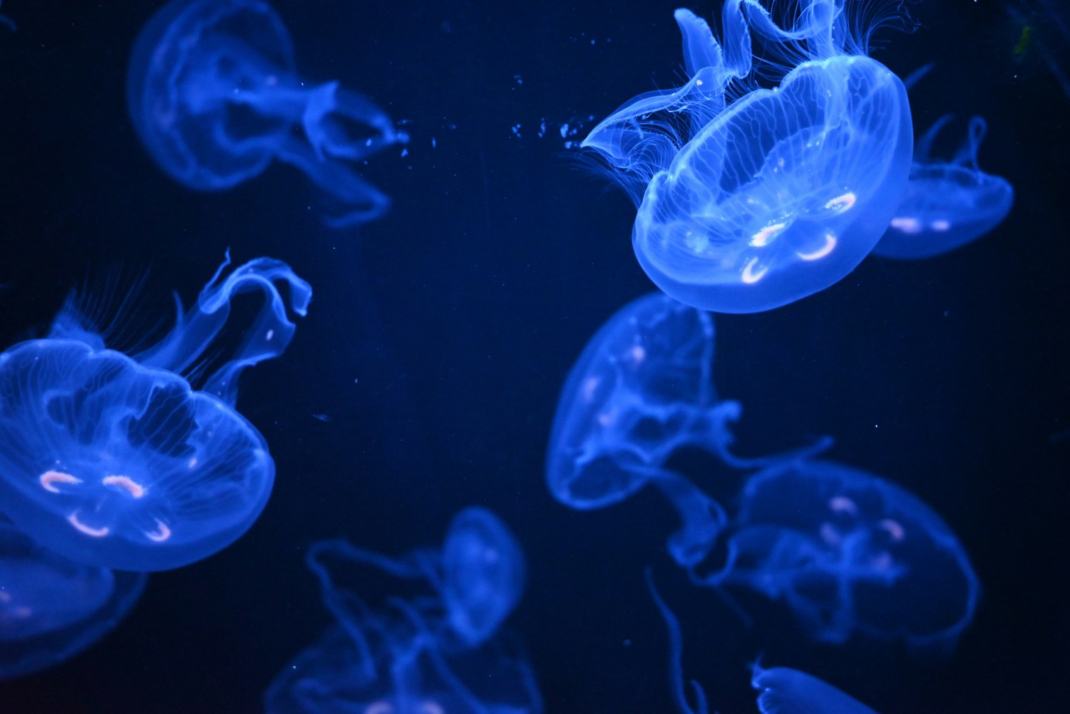 Glowing blue jellyfish in dark water, gracefully floating.