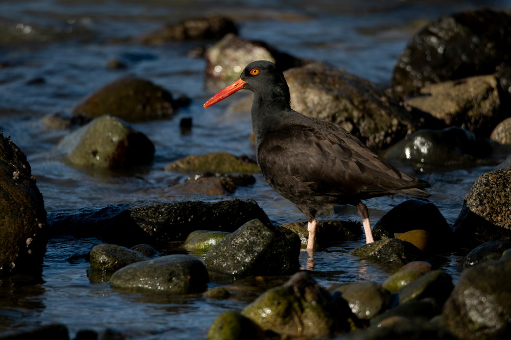 Black oystercatcher with red bill standing on rocky shore by water.