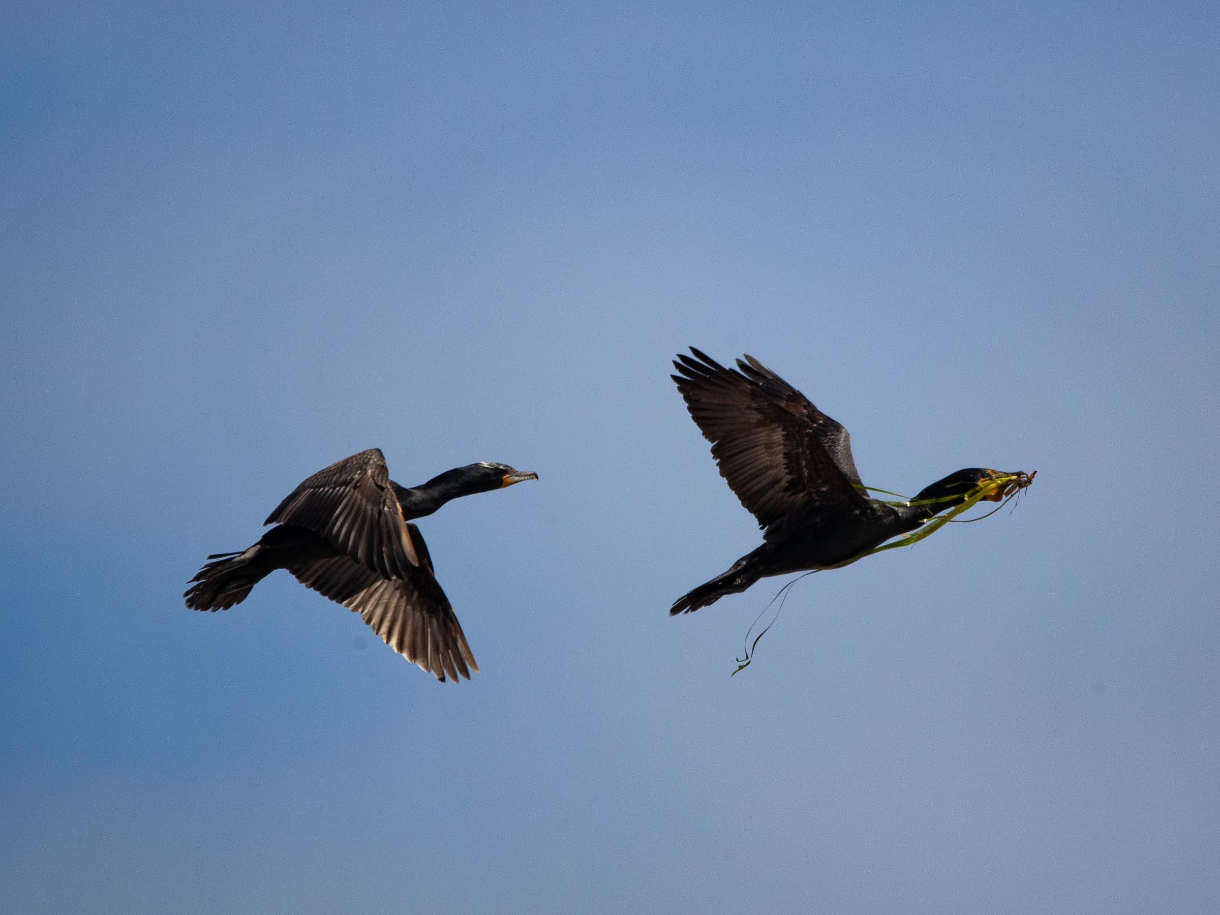 Two birds in flight against a blue sky, one carrying green plant material.