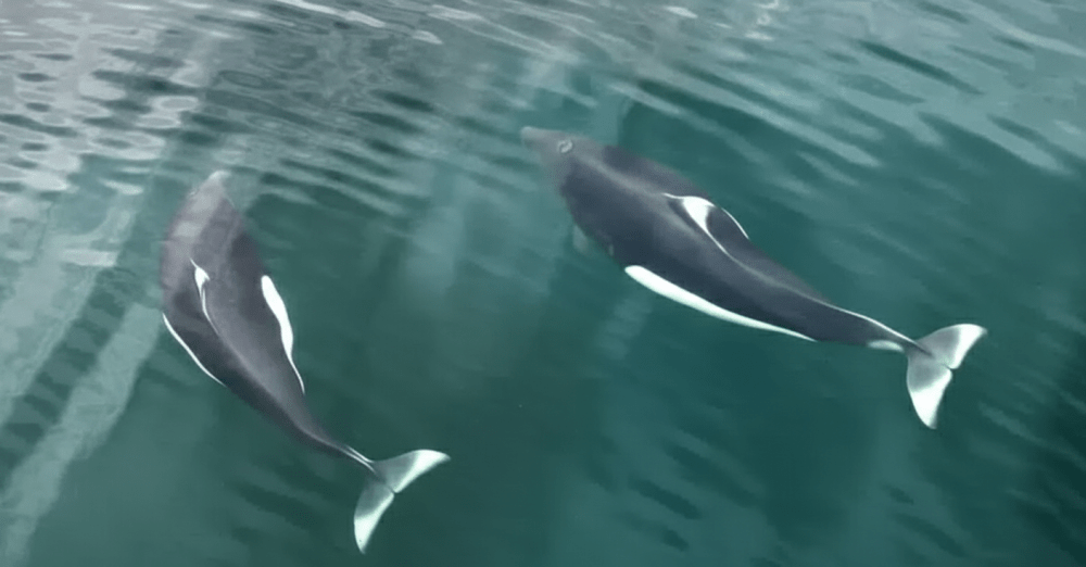 Two dolphins swimming underwater with reflections on the surface.