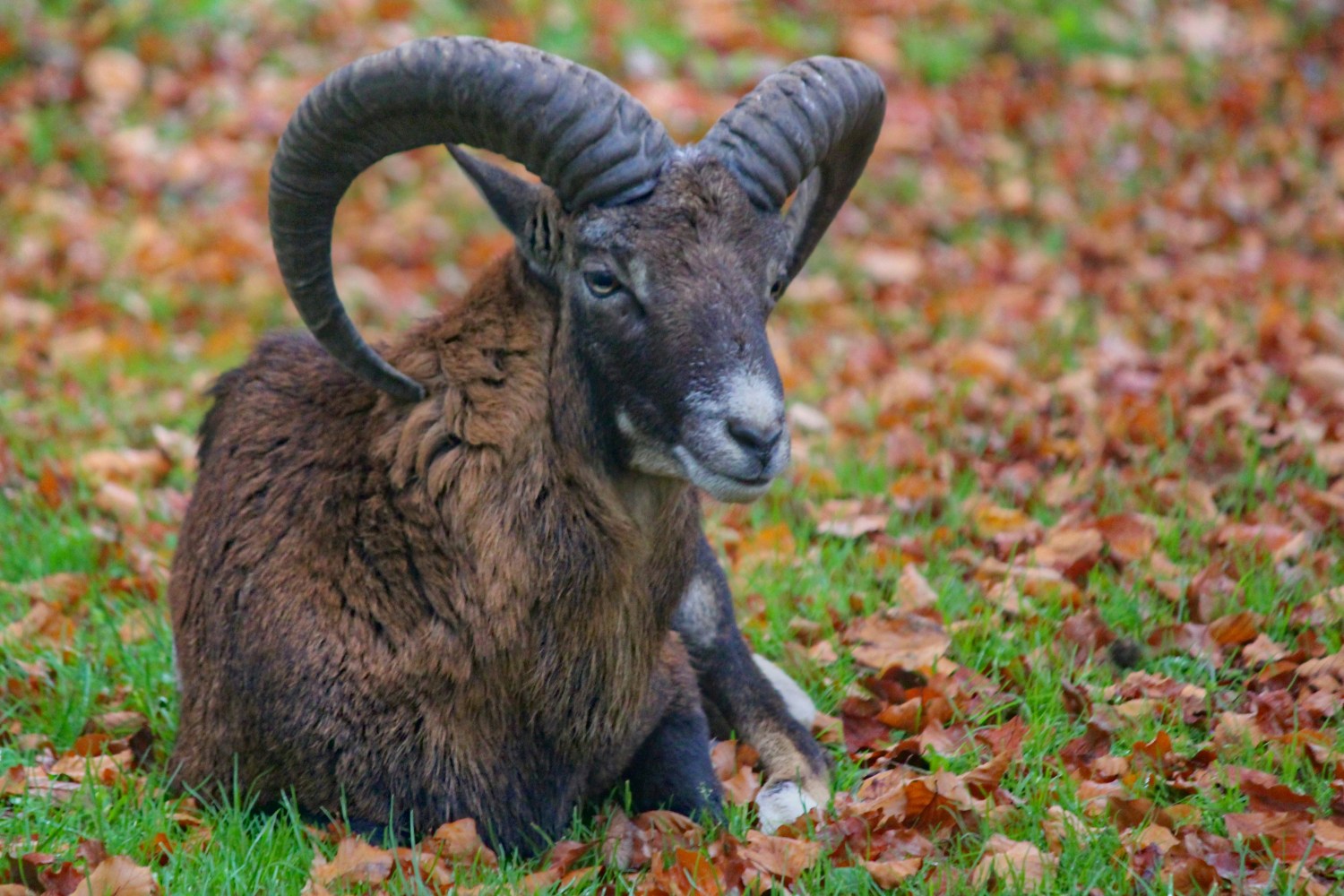 Brown mouflon with large curved horns lying on grass and fallen leaves.