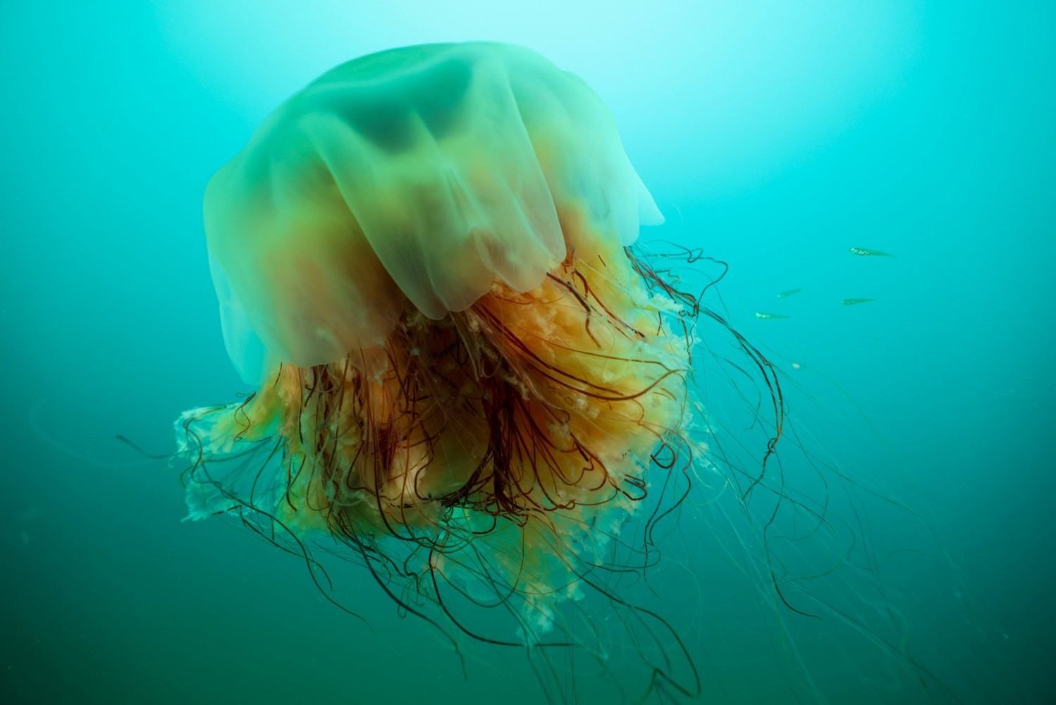 Colorful jellyfish underwater with translucent bell and long tentacles, swimming in blue-green water.