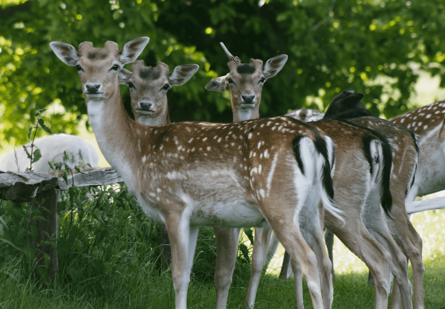 Three spotted deer standing close together in a green forested area.